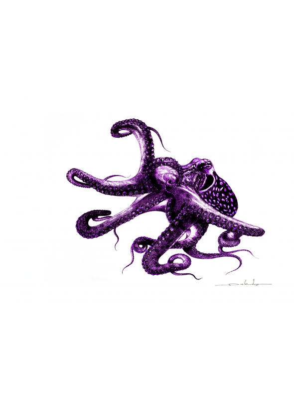 Poulpe - Purple